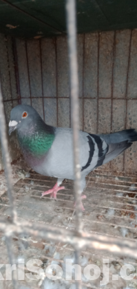 রেসার হোমা জোড়া